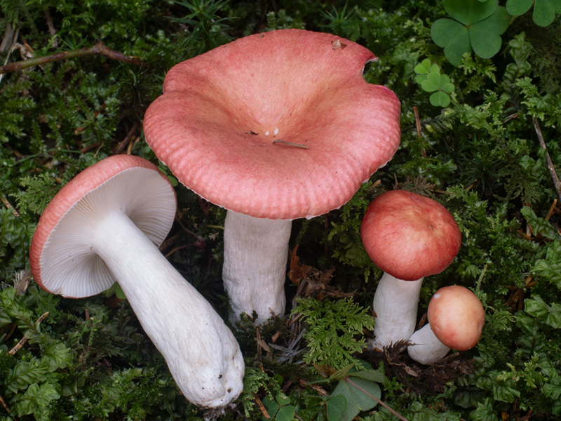Russula aquosa Russula aquosa
